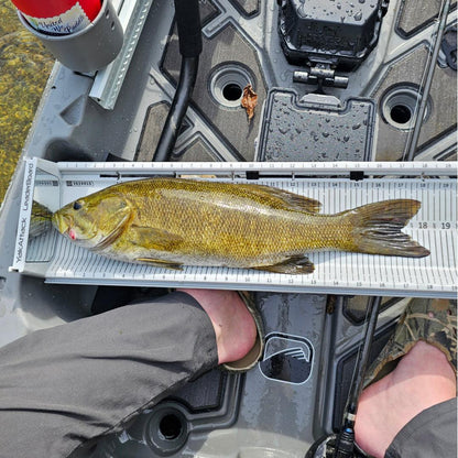 LeaderBoard - 71 cm with Built-In Identifier Holders and Cull Tabs, Overcast Grey